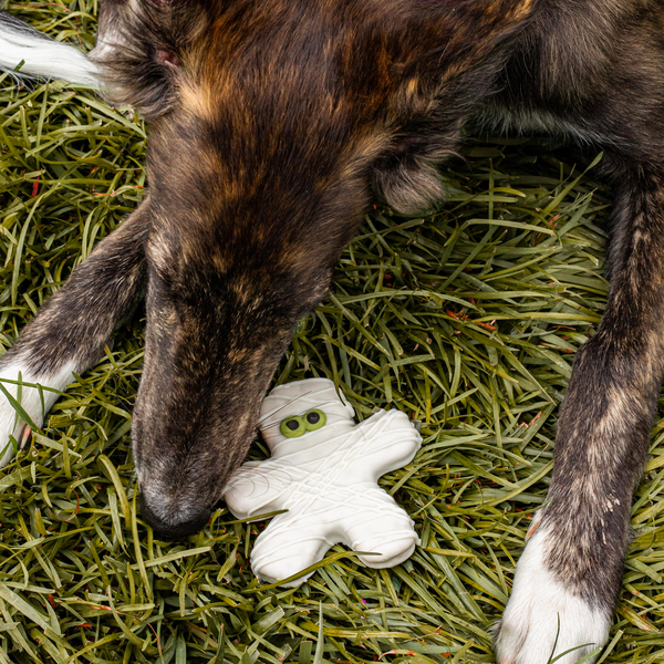Wufers Halloween Dog Cookie Box