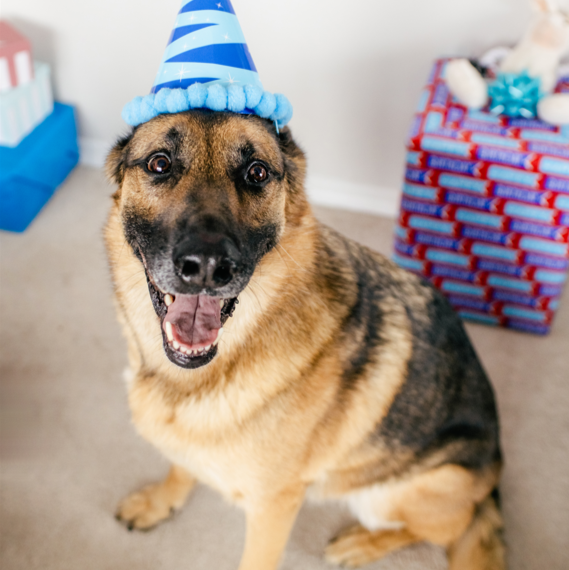 Wufers Birthday Boy Gifts for Dogs Cookie Box
