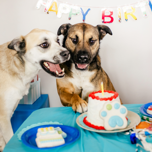 Wufers Birthday Boy Gifts for Dogs Cookie Box