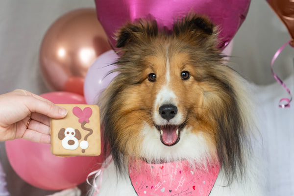 Love Your Pooch Gift for Dogs Cookie Box