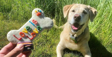 Celebrating the Cookie Community for International Dog Day
