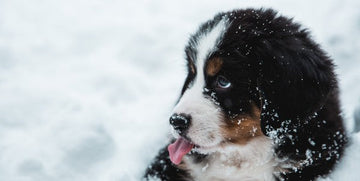 6+ Unique Winter Activities For You and Your Dog