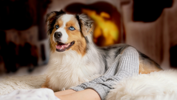 5+ Indoor Activities To Keep Your Pup Happy and Entertained All Winter Long