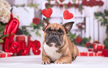 Valentine's Day Date Ideas For You And Your Dog