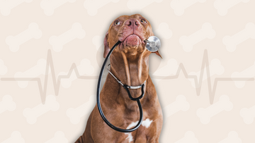 Veterinarians Suggest 5 Simple Ways You Can Improve Your Dog's Quality of Life
