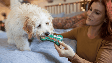 Holiday Foods Your Dog Can and Can't Eat