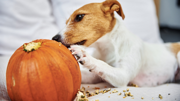 Pumpkin Spice and Everything Nice: The Benefits of Pumpkin for Dogs