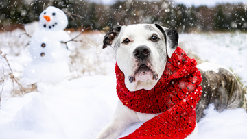 Winter Grooming Tips To Help Your Pup Stay Cozy and Comfortable
