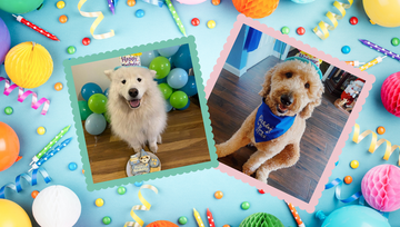 It's the Wufers January Birthday and Gotcha Day Board!