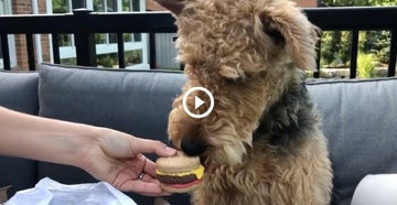 Featured Wüfer: Ruby | Burger & Beers Themed Dog Cookies