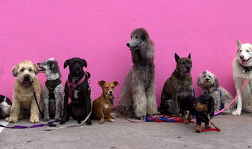 Your Dog's February Horoscope