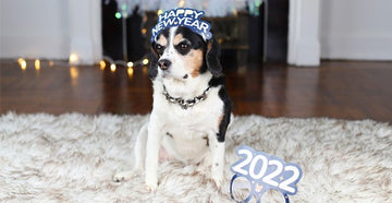 Download Free New Year's Eve Hat and Glasses for Your Dog