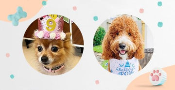 June 2021 Dog Birthday Party Celebration | Dog Birthday Treats