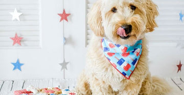 4th of July Pet Party Ideas | 4th Of July Dog Activities