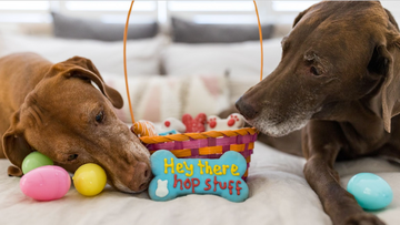 Throw The Most Egg-cellent Easter Egg Hunt For Your Dog