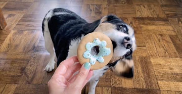 Donut Time Means Quality Time | Donut Dog Treats & Cookies