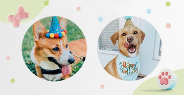 August 2020 Dog Birthday Party Celebration | Dog Birthday Treats