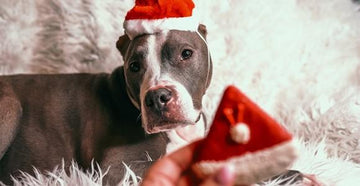 How These Dogs Are Making the Most of the Holidays