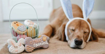 Easter Traditions With Your Dog | Dog Easter Cookies & Celebrations