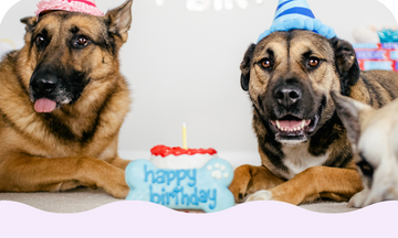 What to Get Your Dog for Their Birthday: The Ultimate Guide