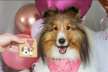 Top 3 Gifts for Valentine's Day for your Dog