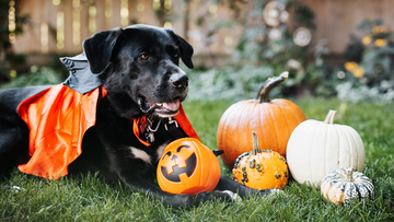 How To Throw The Most Spook-tacular Halloween Pawty For Your Pup