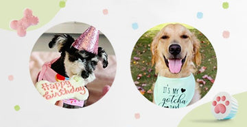 September 2020 Dog Birthday Party Celebration | Dog Birthday Treats