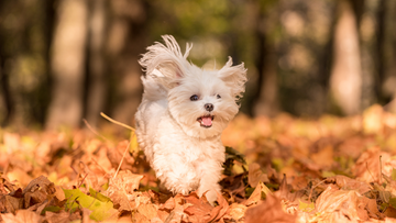 Fall Grooming Tips To Keep Your Pup Cozy and Clean This Season
