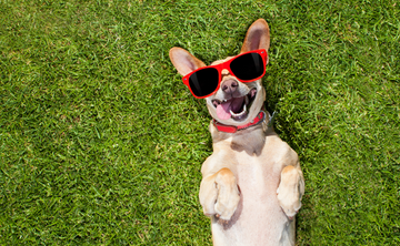 7+ Smart Ways To Support Your Dogs Mental Well-Being