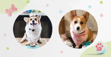 July 2020 Dog Birthday Party Celebration | Dog Birthday Treats