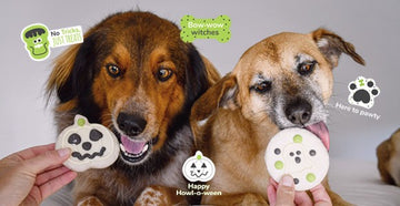 Download A Free Halloween Hat For Your Dog