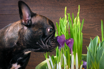 9+ Plants And Flowers Poisonous To Dogs