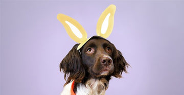 Dog Easter Bunny Ears Free Download | Free Easter Bunny Ears For Your Dog