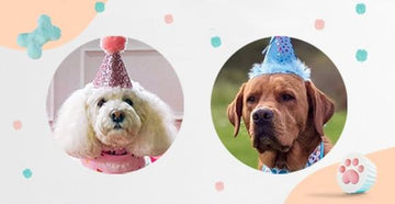 May 2021 Dog Birthday Party Celebration | Dog Birthday Treats