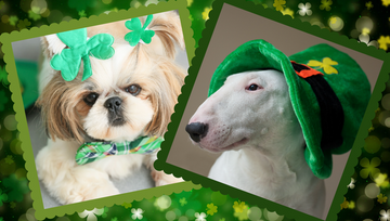 Great Ways to Celebrate St Paw-trick's Day with your pup