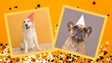 It's the Wufers October Birthday and Gotcha Day Board!
