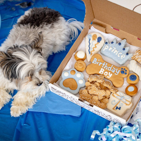 Birthday Boy Dog Cookie Box