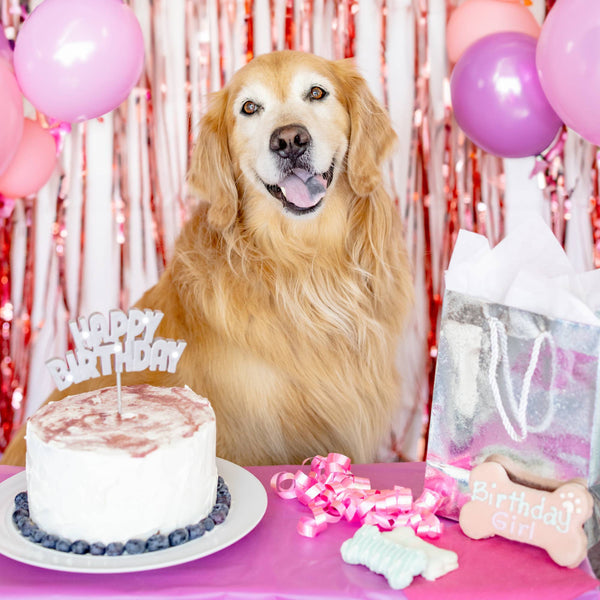 Birthday Girl Dog Cookie Box