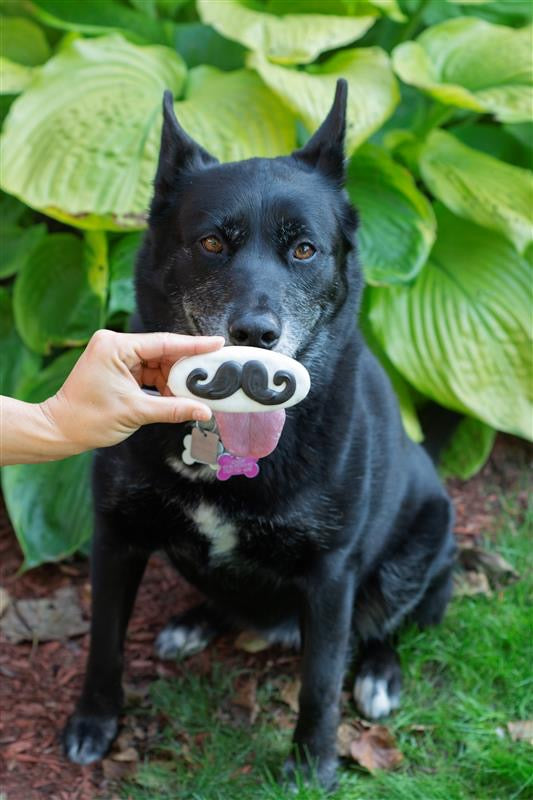 Wufers Selfie Box (6pc)