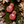 Red Squash