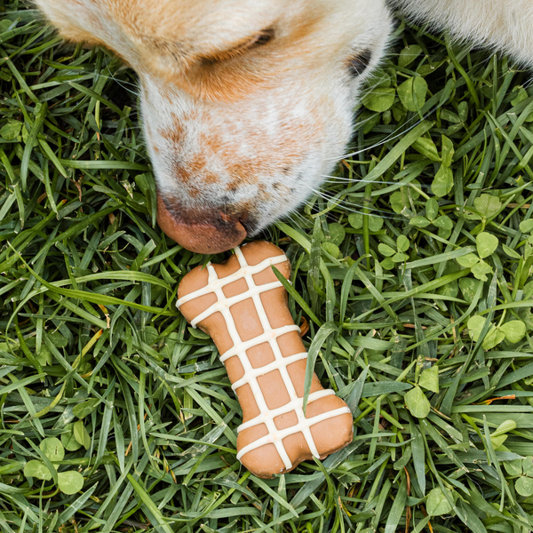Wufers Fall Dog Cookie Box