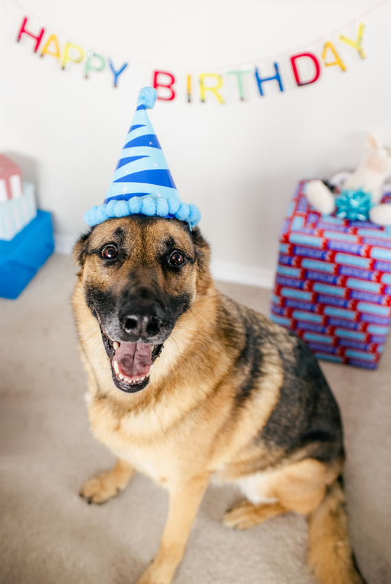 Wufers Birthday Boy Gifts for Dogs Cookie Box