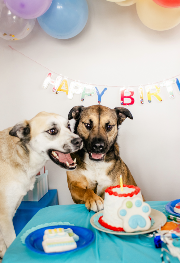 Wufers Birthday Boy Gifts for Dogs Cookie Box