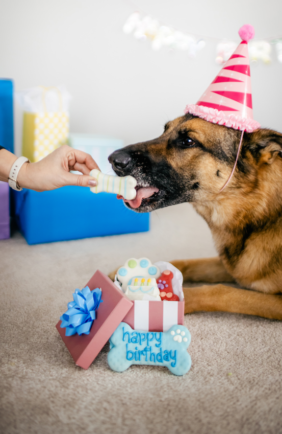 Wufers Birthday Boy Dog Cookie Box 2024