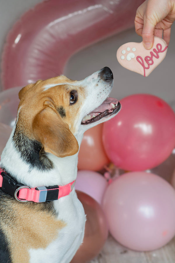 Wufers Valentine's Day Dog Cookie Box