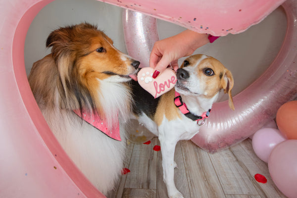 Wufers Valentine's Day Dog Cookie Box